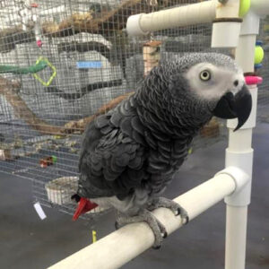Congo African Grey Parrot