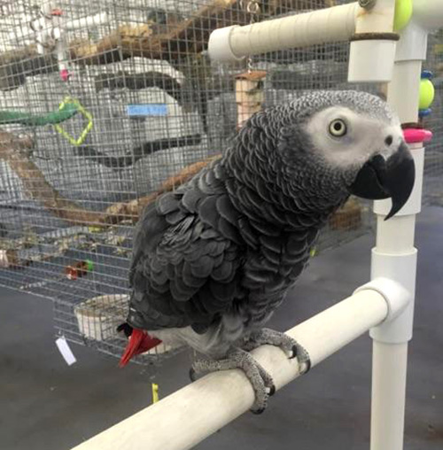 Congo African Grey Parrot Congo African Grey Parrot