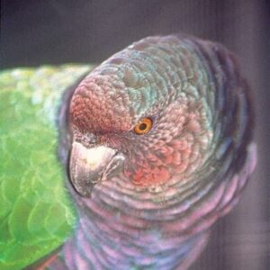  Imperial Amazon Parrot