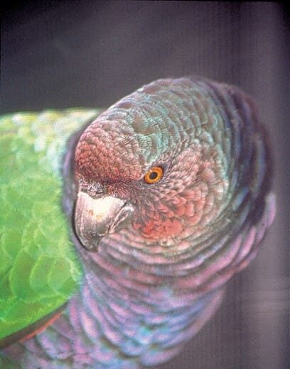 Imperial Amazon Parrot