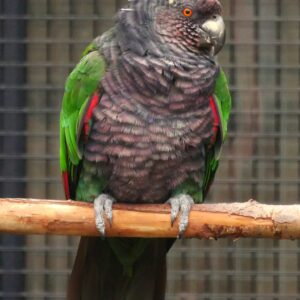  Imperial Amazon Parrot
