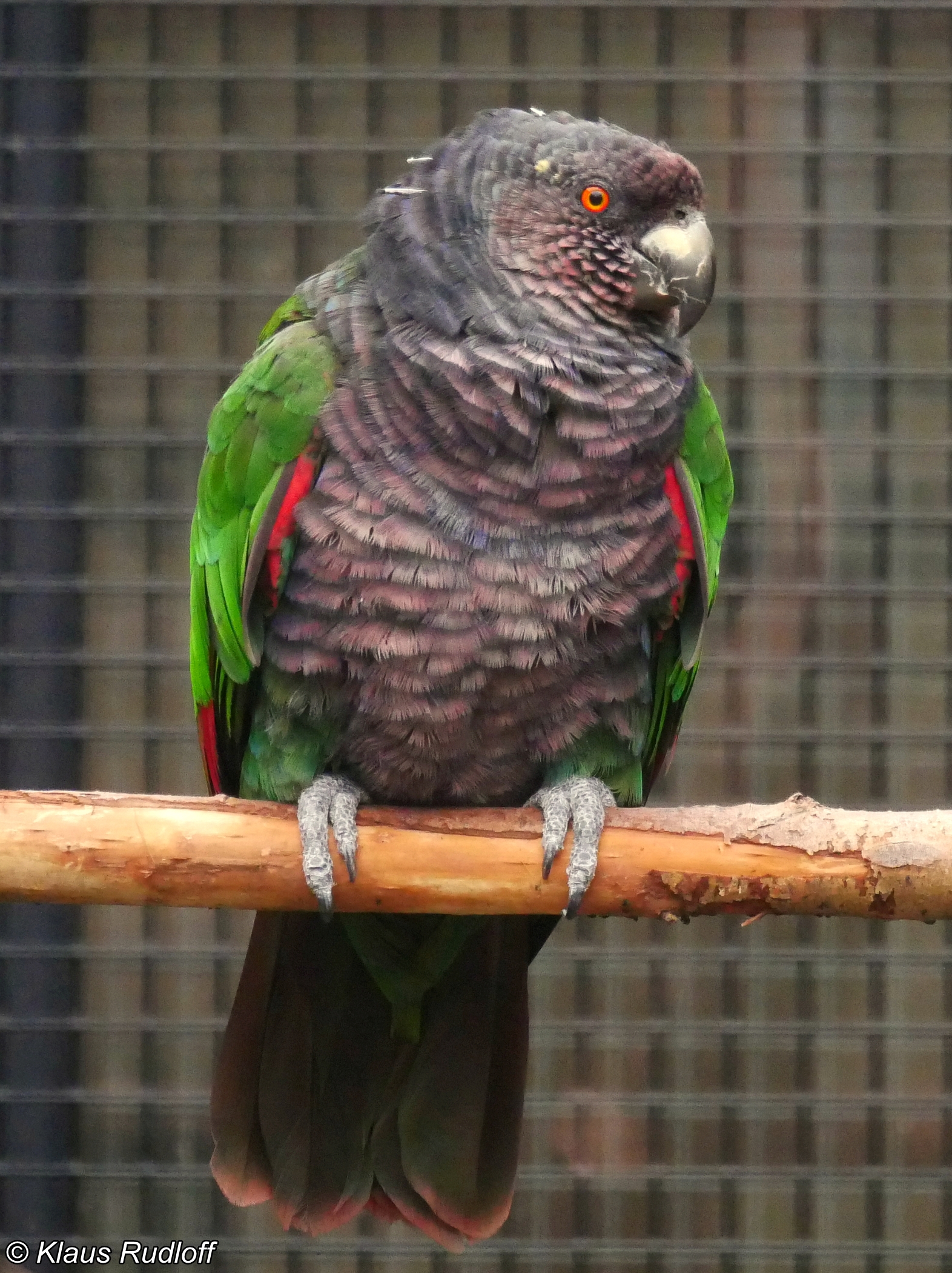 Imperial Amazon Parrot