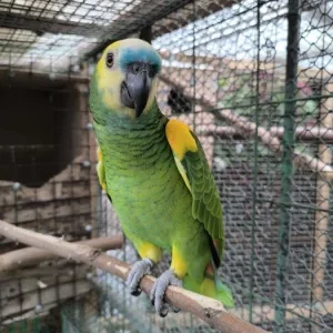 Amazona Bodini Parrots