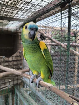 Amazona Bodini Parrots Amazona Bodini Parrots