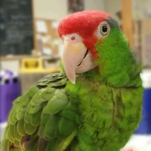 Mexican Red Head Parrot