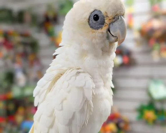 Bare Eyed Cockatoo