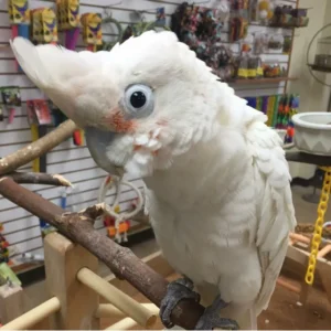 Goffin Cockatoo