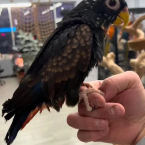 Bronze Wing Pionus