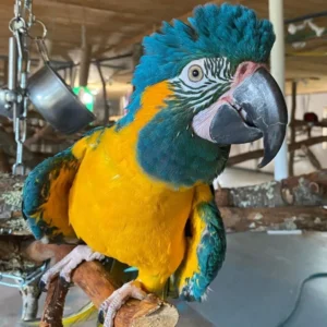 Blue Throated Macaw