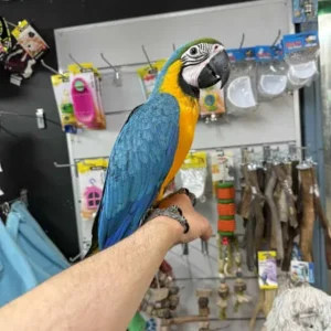 Blue and Gold Macaw