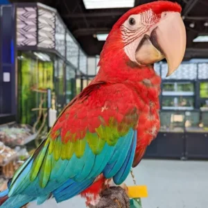 Green Wing Macaw