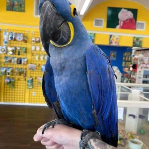 Hyacinth Macaw