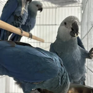 Blue Spix Macaw
