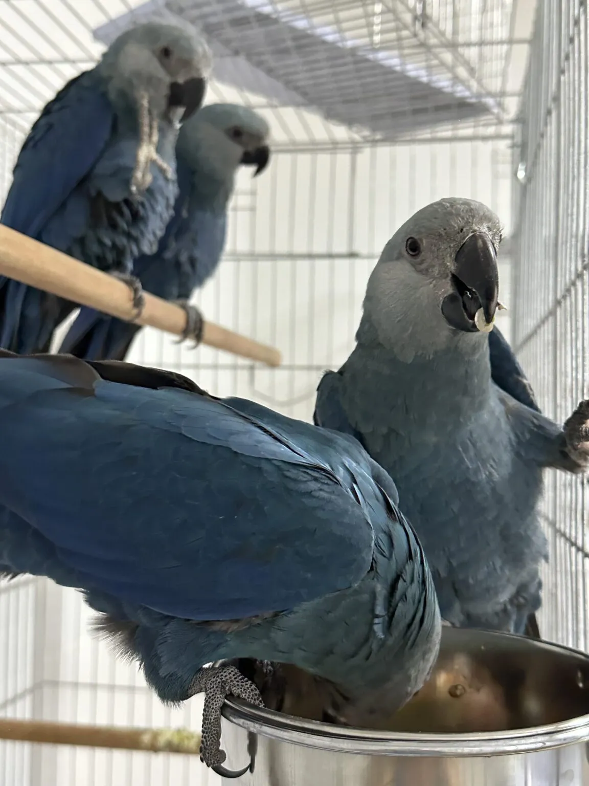 Blue Spix Macaw Blue Spix Macaw