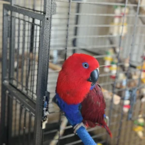 Moluccan Eclectus