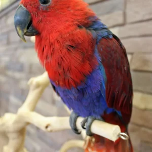 Solomon Island Eclectus