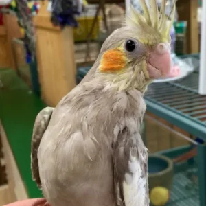 Pearl Cockatiel