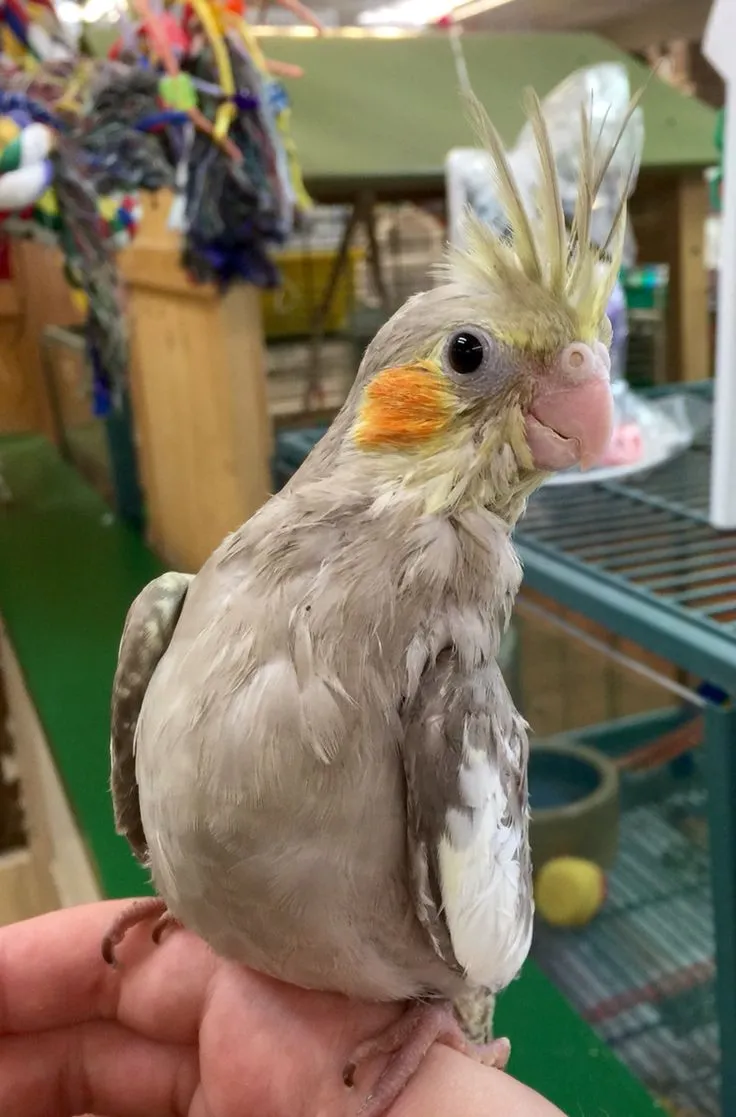 Pearl Cockatiel