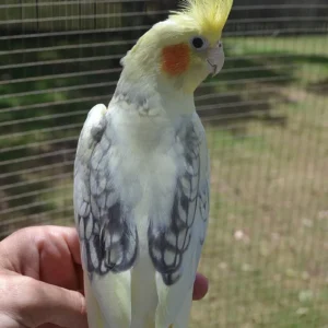 Pearl Cockatiel