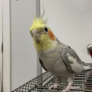 Yellow Cockatiel