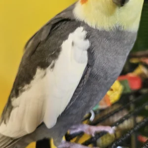 Yellow Cockatiel