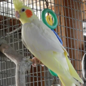 White Albino Cockatiel