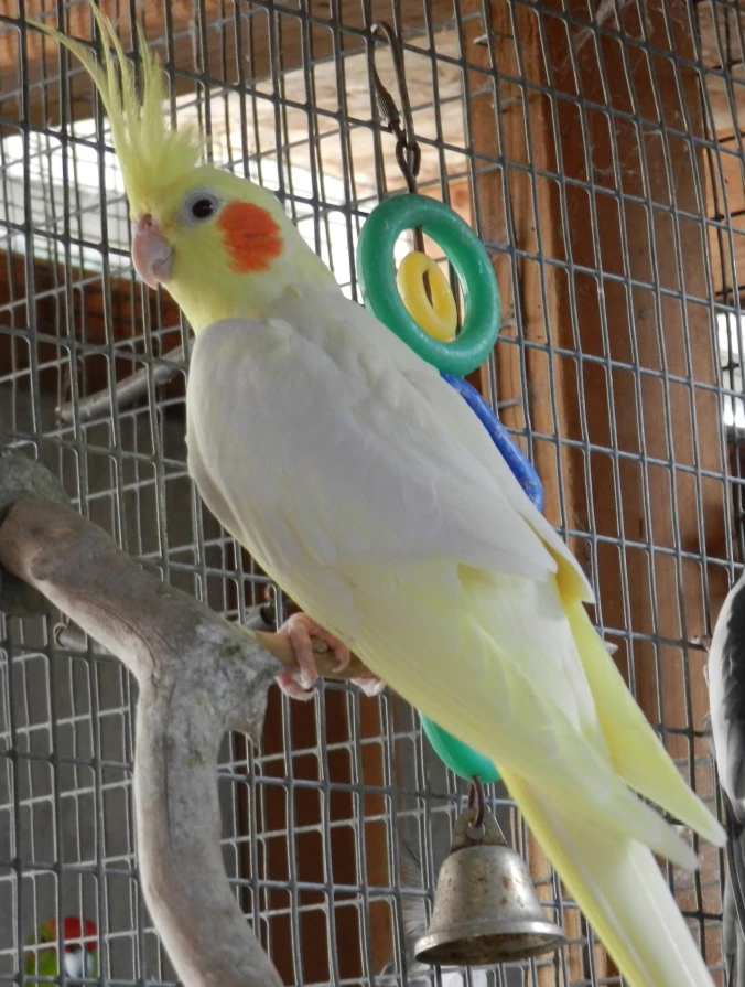 White Albino Cockatiel