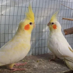 White Albino Cockatiel