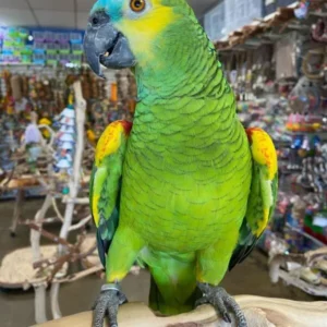 Parrot Amazon Blue Fronted