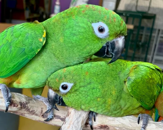 Brown Throated Conure
