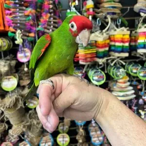 Cherry Headed Conure