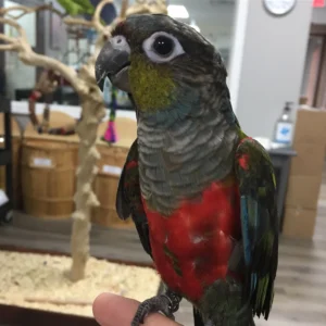 Crimson Bellied Conure