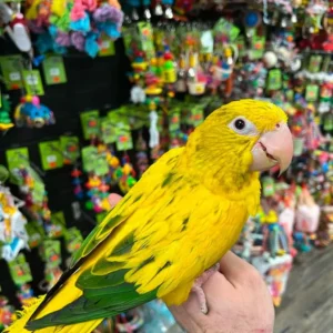 Golden Conure