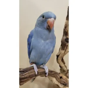 Blue/Cobalt Indian Ringneck