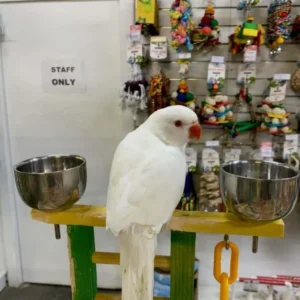Indian White Ring Neck Parakeet Parrot