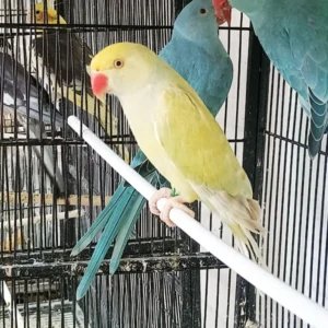 White Cremino Indian Ring Neck Parrot