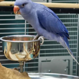 Violet Indian Ring Neck Parrot