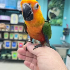 Jenday Conure
