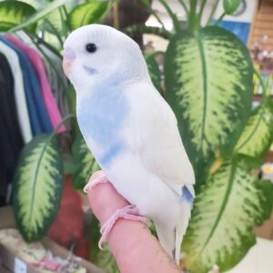American Budgies Parakeets