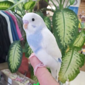 American Budgies Parakeets