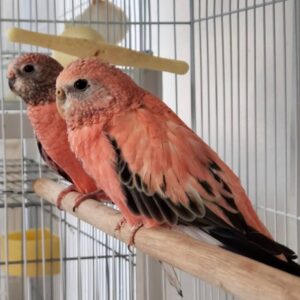 Rose Bourkes Parakeets