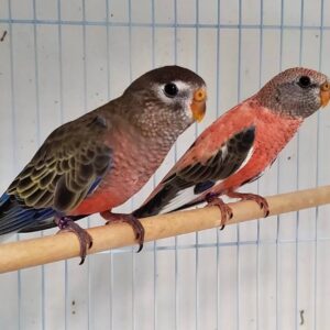 Rose Bourkes Parakeets