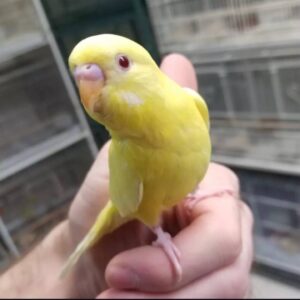 Yellow Parakeets