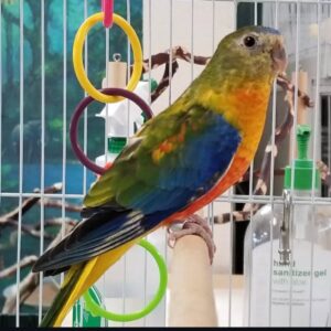 Splendid Parakeets