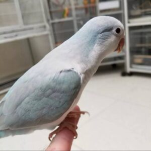 Blue Palid Quaker