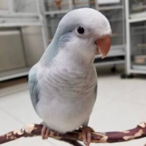 Blue Palid Quaker