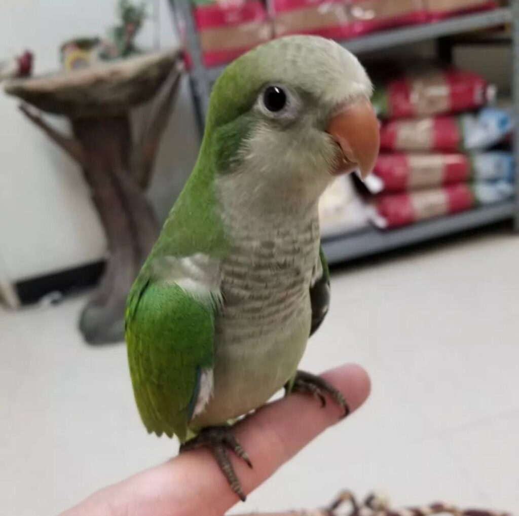 Green Quaker Parrots
