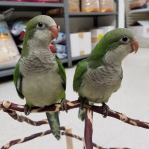Green Quaker Parrots