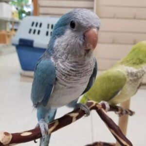 Blue Quaker Parrots