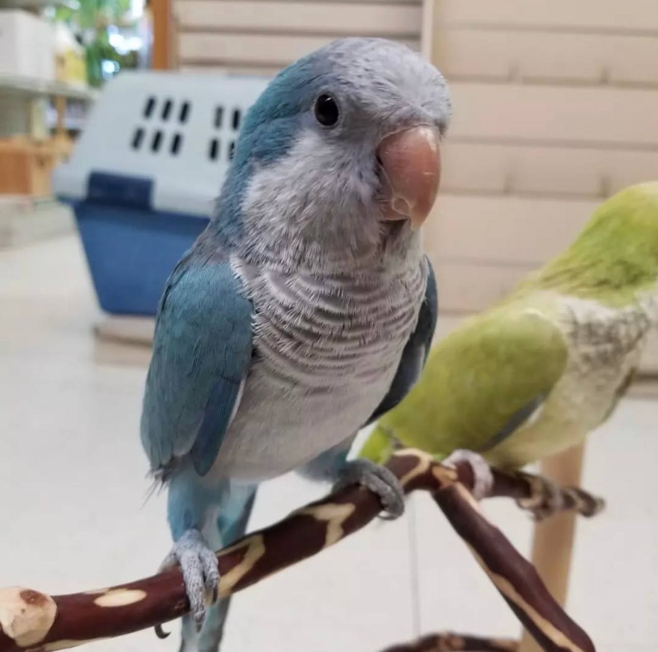 Blue Quaker Parrots